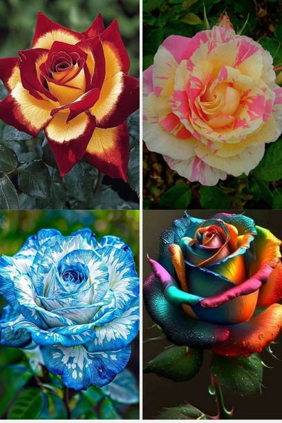 BREEZY BLOOMS Rose Plant