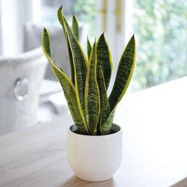 Risenshine Snake Plant