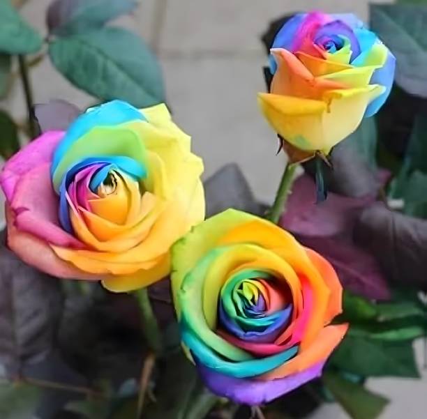 jr enterprise Rose Plant