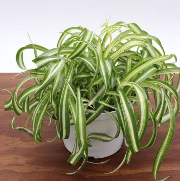 AGNES Spider Plant