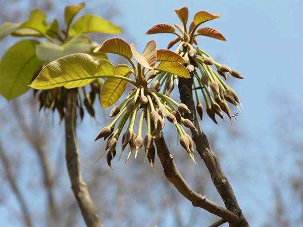 CHILLATAI ZZ Plant