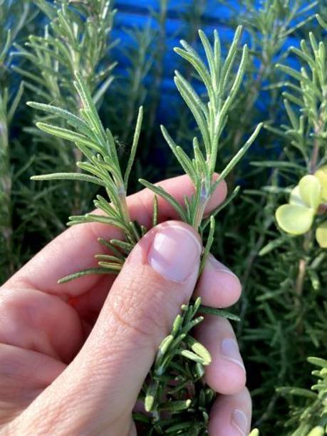 weedgarden Rosemary Plant
