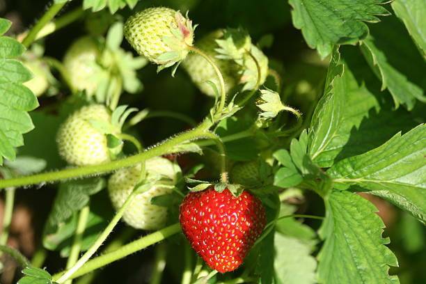AloGardening Strawberry Plant