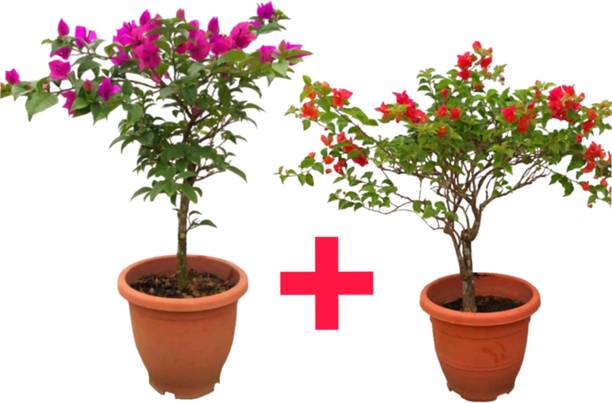 SPYPL Bougainvillea Plant