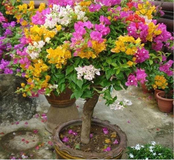 Cloud Farm Baugainvillea Plant
