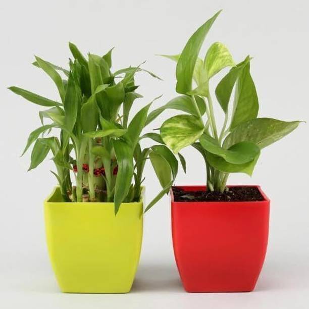 JESAA GREENS Money Plant, Two Layer Bamboo Plant