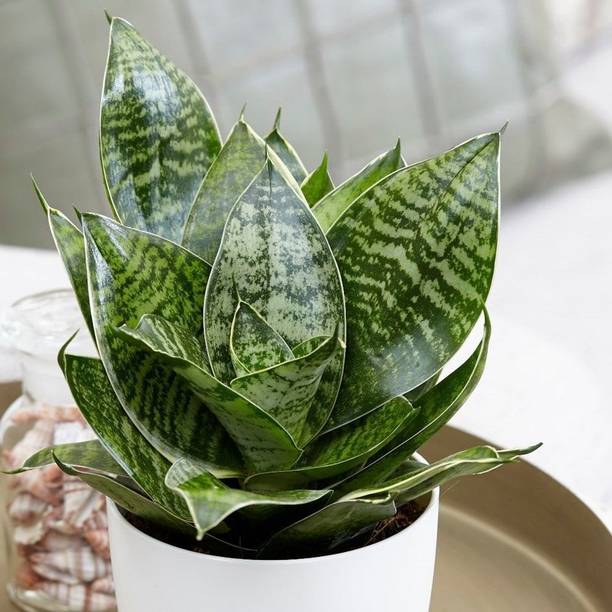 Barnaby Snake Plant