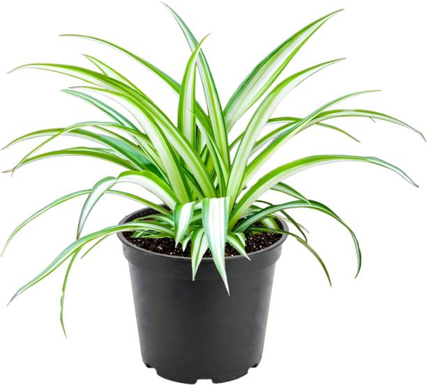 EnrichGrow Spider Plant