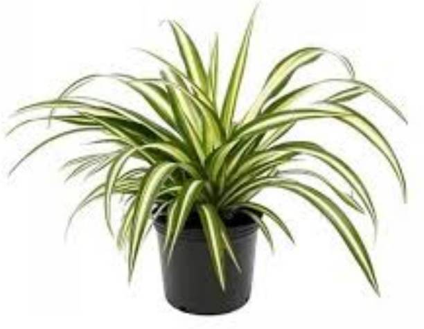 Marinetree Spider Plant