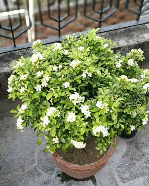DEY CRAFT Madhu Kamini Plant