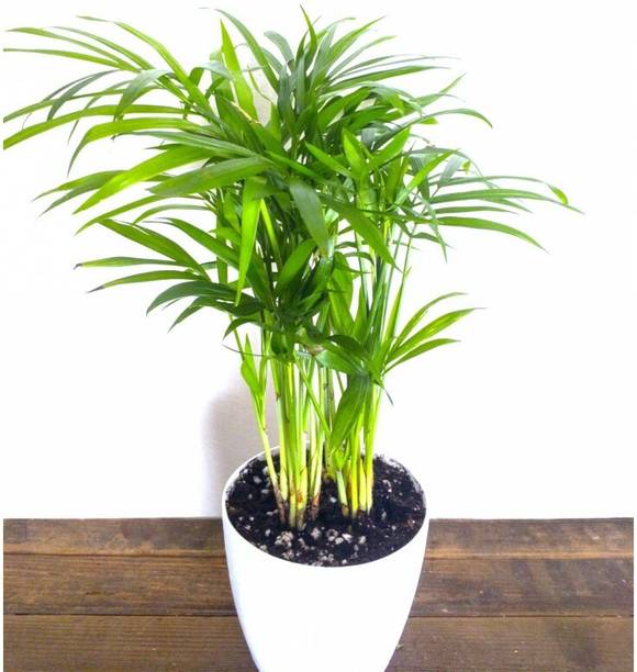Cloud Farm Areca Plam