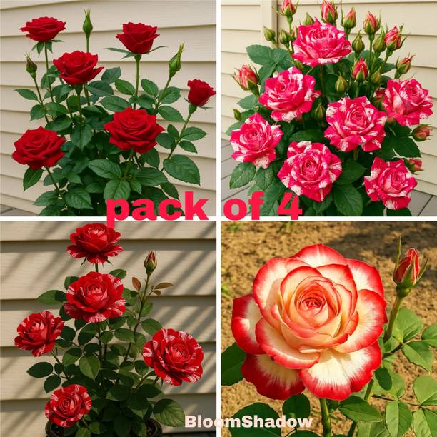 BloomShadow Rose Plant