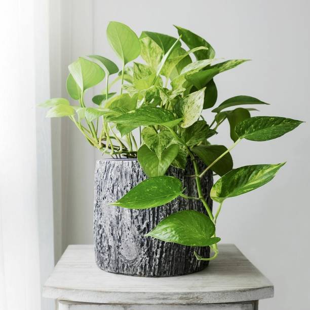 YourPlant Pothos Plant