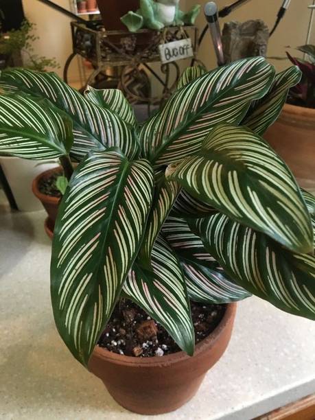 CALATHEA Calathea Plant