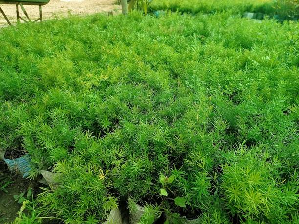 Cloud Farm Rosemary Plant
