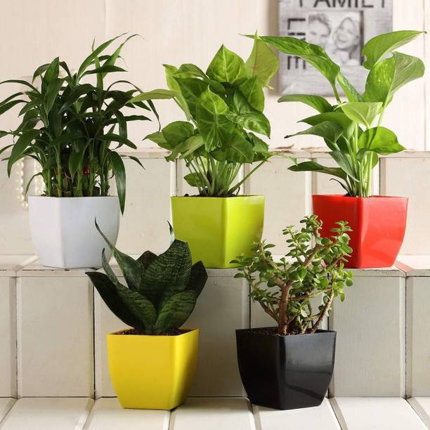 plants'N'petals Snake Plant, Two Layer Bamboo Plant, Money Plant, Jade Plant, Syngonium Bronze Maria Plant