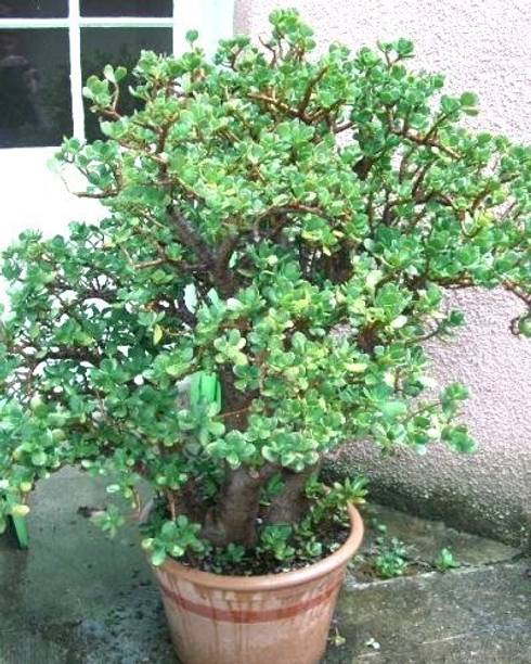 greenhousestore Jade Plant