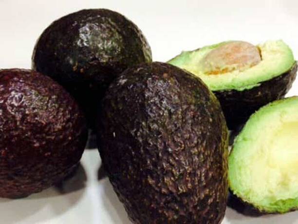 Elanthalir Avocado Plant