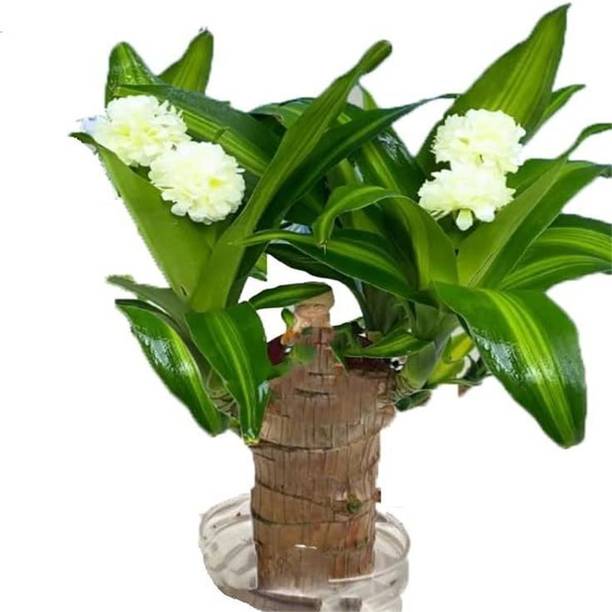 Cloud Farm Lucky Bean Tree Plant