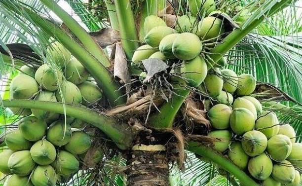 PB EVERGREEN Coconut Plant
