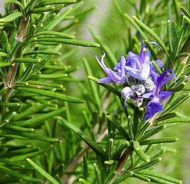 Cloud Farm Rosemary Plant