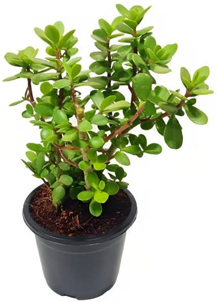 fuegoasiss Jade Plant