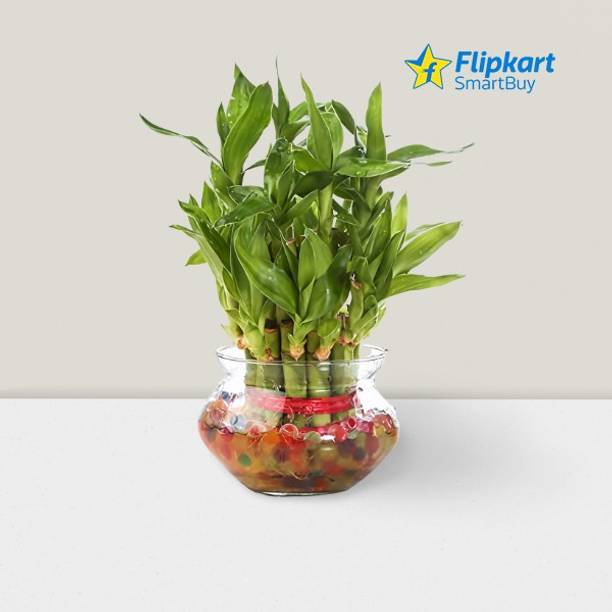 Flipkart SmartBuy Two Layer Bamboo Plant