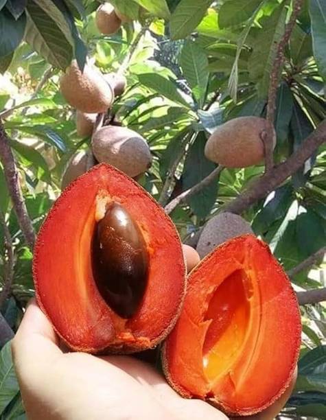 Kuri Chiku Plant