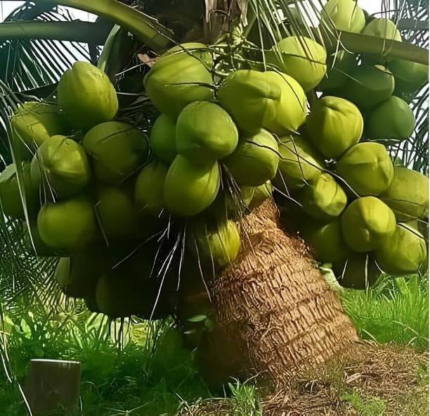 Hfnfjfhgdfh Coconut Plant