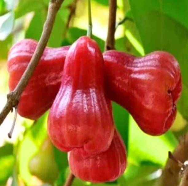 KPBHANDER Water Apple Red Plant
