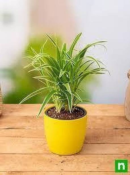 Adrita Spider Plant