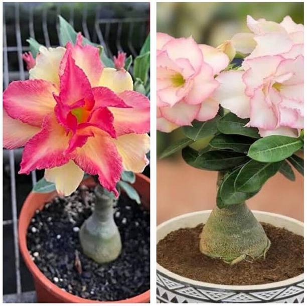 BloomShadow Adenium Plant
