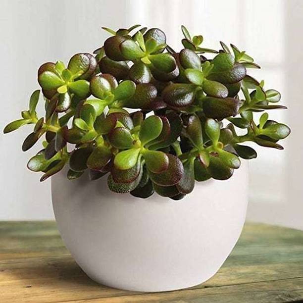 SHREYAGREEN Jade Plant