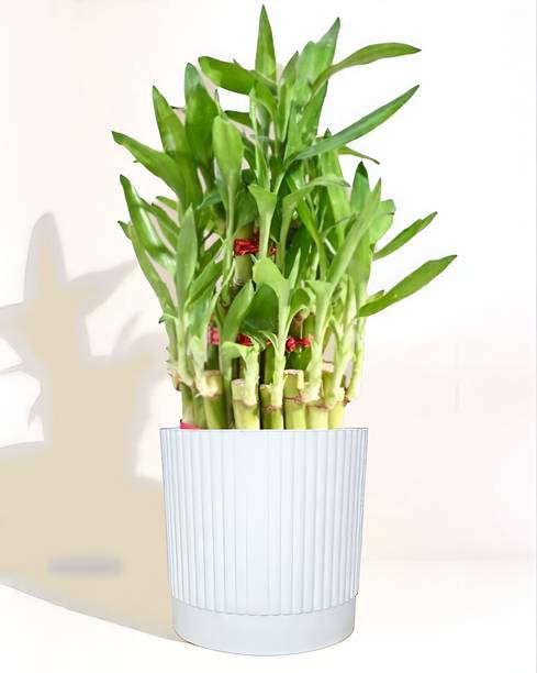 Nursery Hub Three Layer Bamboo Plant