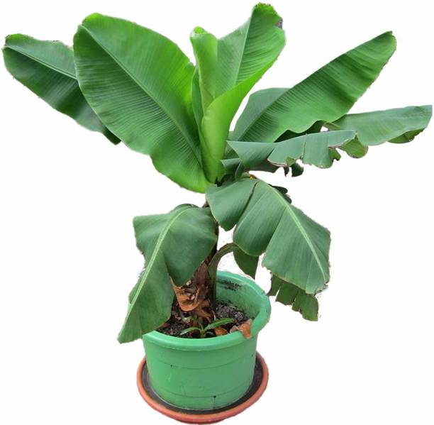 Rozaliya Banana Plant