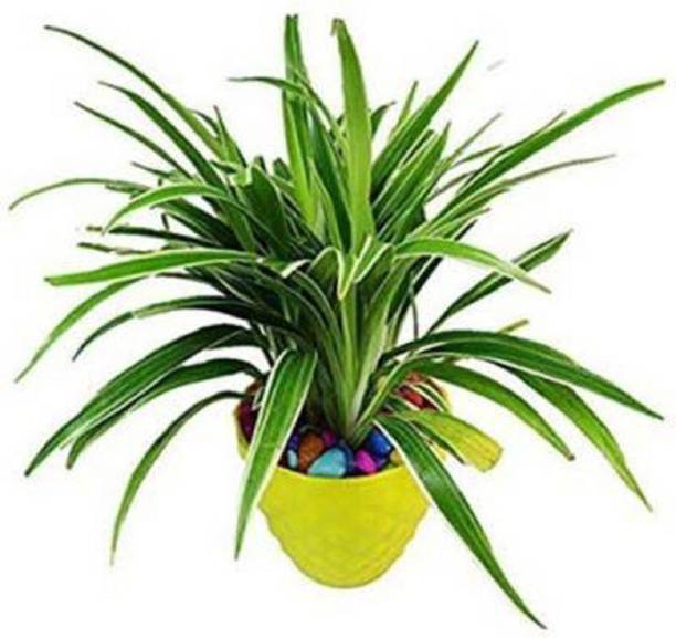 HALDER Spider Plant