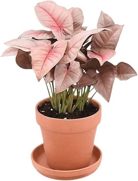Aclipastal Syngonium Plant