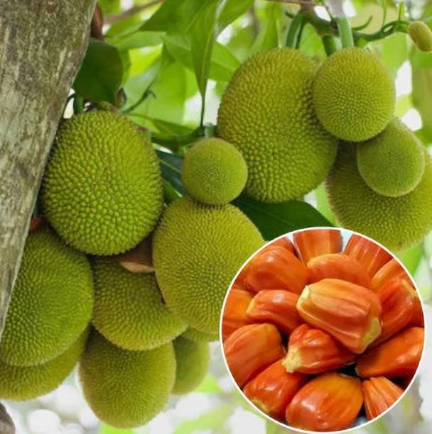 सदेशी बुसनिस कटहल का पौधा पौधा