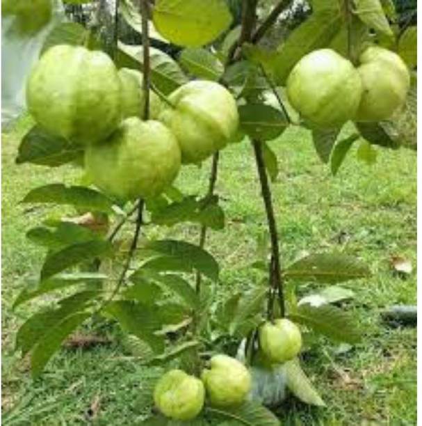 BREEZY BLOOMS Guava Plant