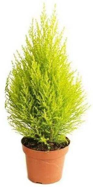 Aclipastal Adenium Plant