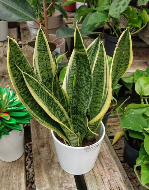 EDENGRAVY Snake Plant
