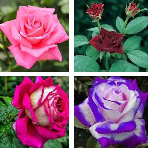 Cloud Farm Rose Plant