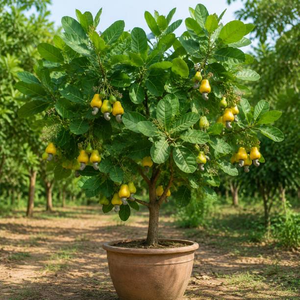 Adisgarden Cashew Plant
