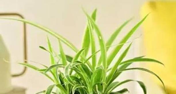 NEW MODERN FARM Spider Plant