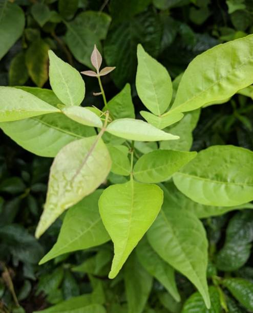 Heaven Of Saplings Bel Plant