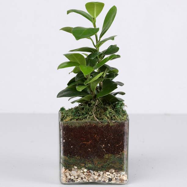 FNP Ficus Plant