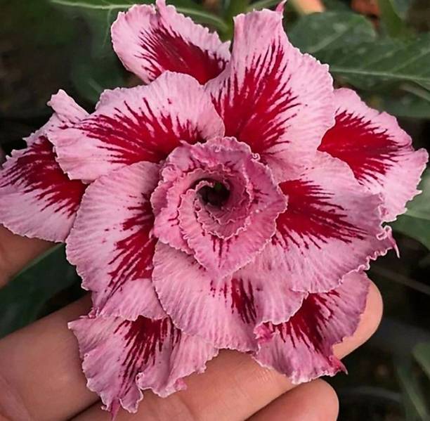 Wrenna Adenium Plant