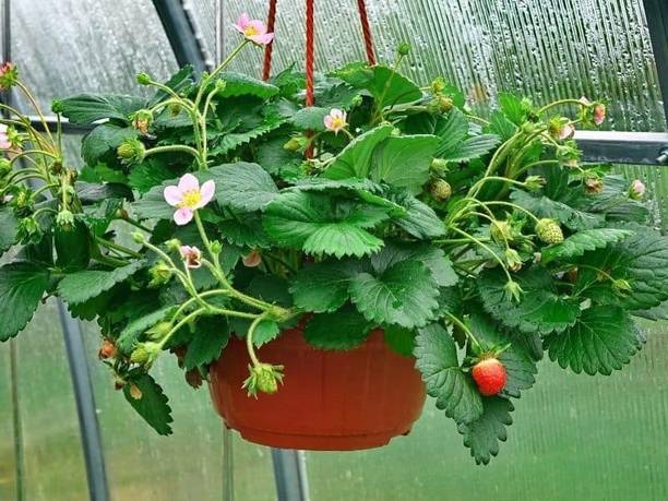 Cloud Farm Strawberry Plant