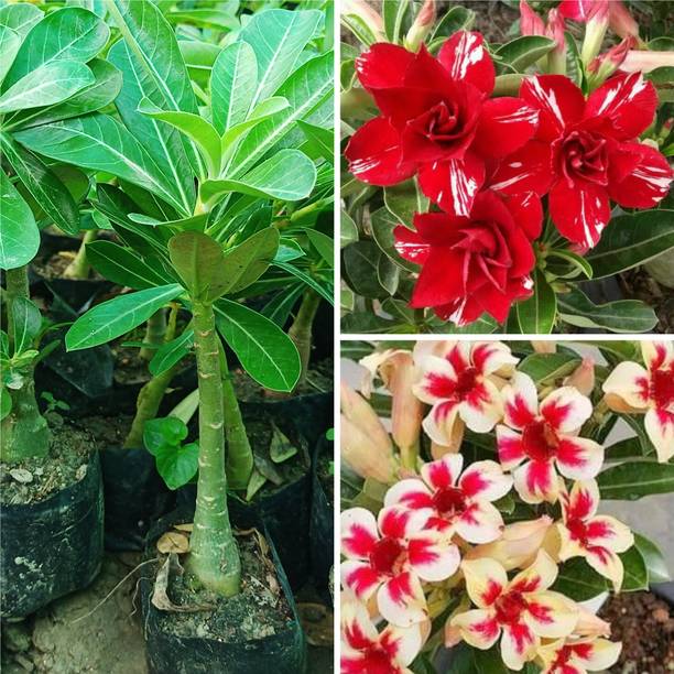 SHREYAGREEN Adenium Plant
