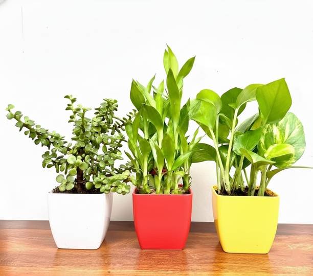 Gabbro Money Plant, Jade Plant, Two Layer Bamboo Plant